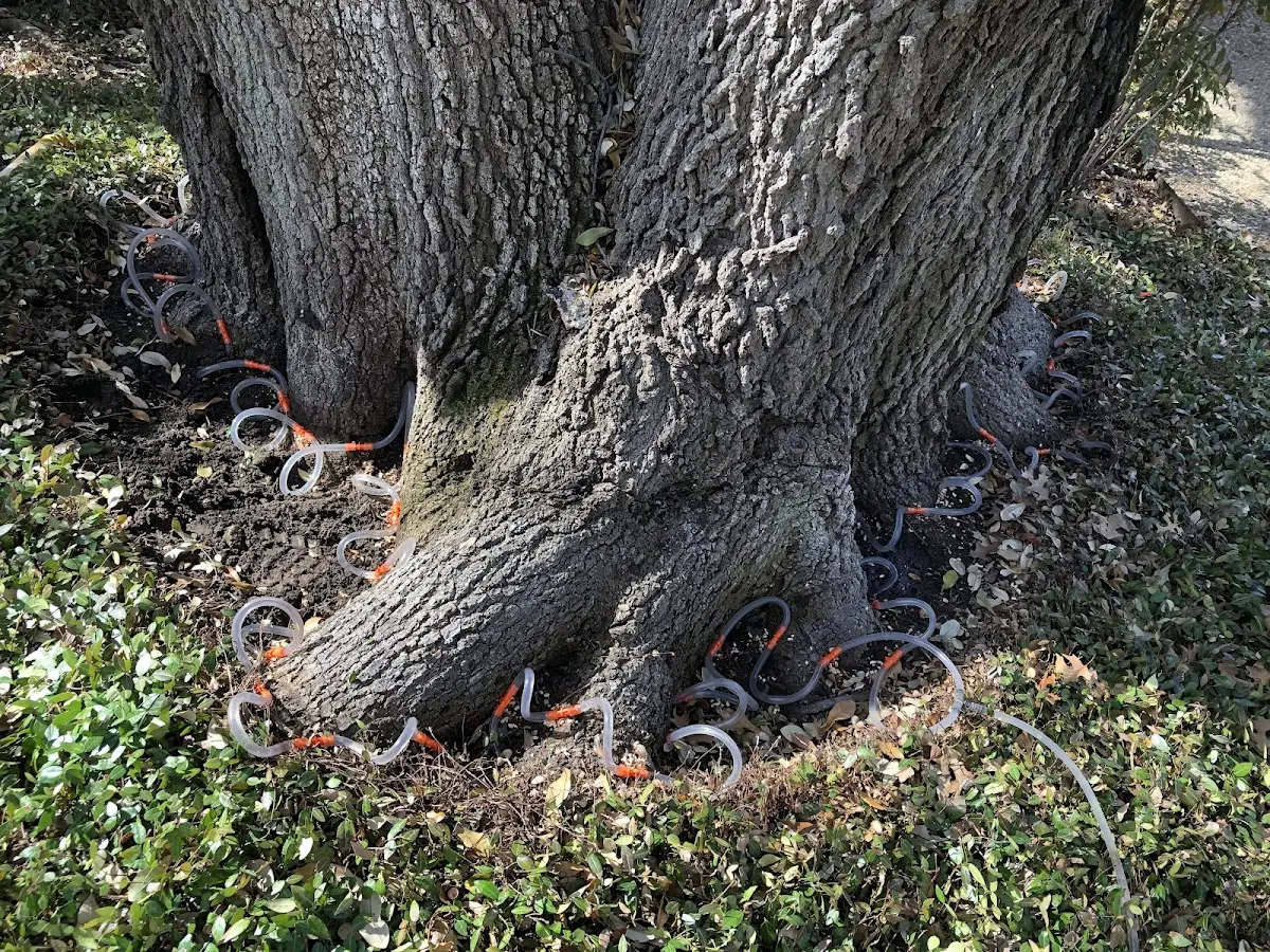 Detailed Tree Cabling and Bracing job site in Watkins