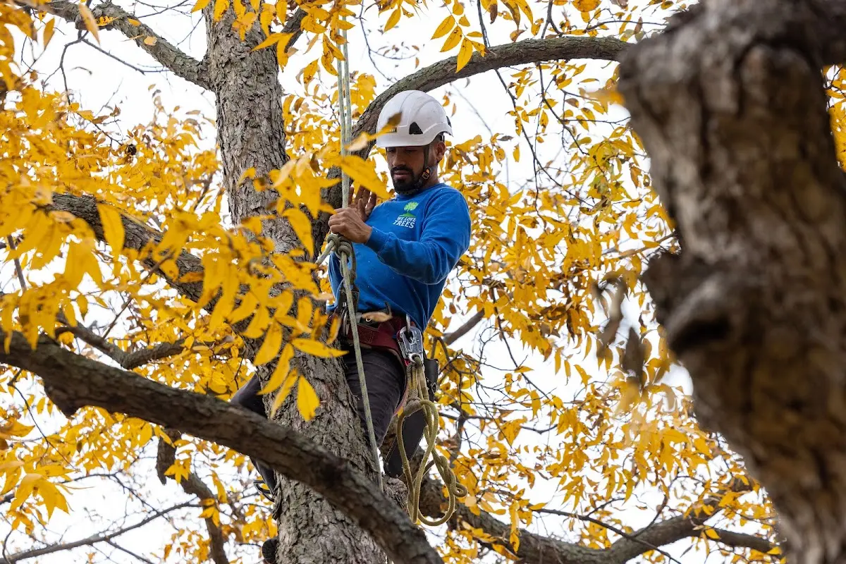 Skilled Tree Planing crew working in Watkins